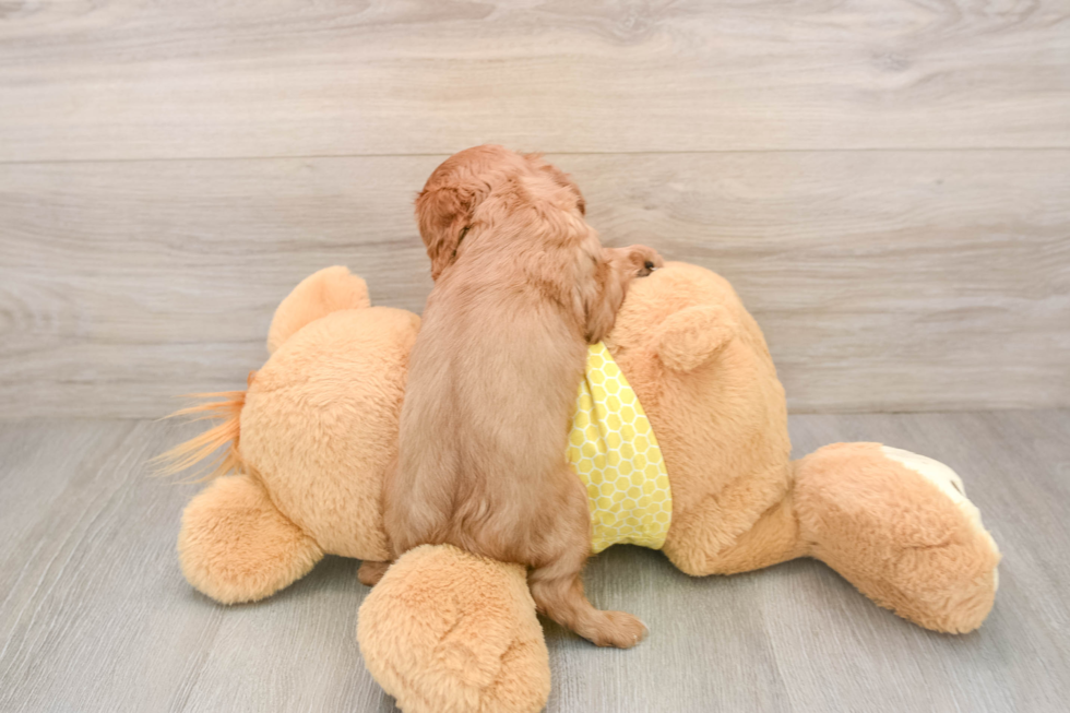Best Cavalier King Charles Spaniel Baby
