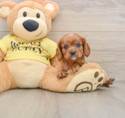 6 week old Cavalier King Charles Spaniel Puppy For Sale - Premier Pups