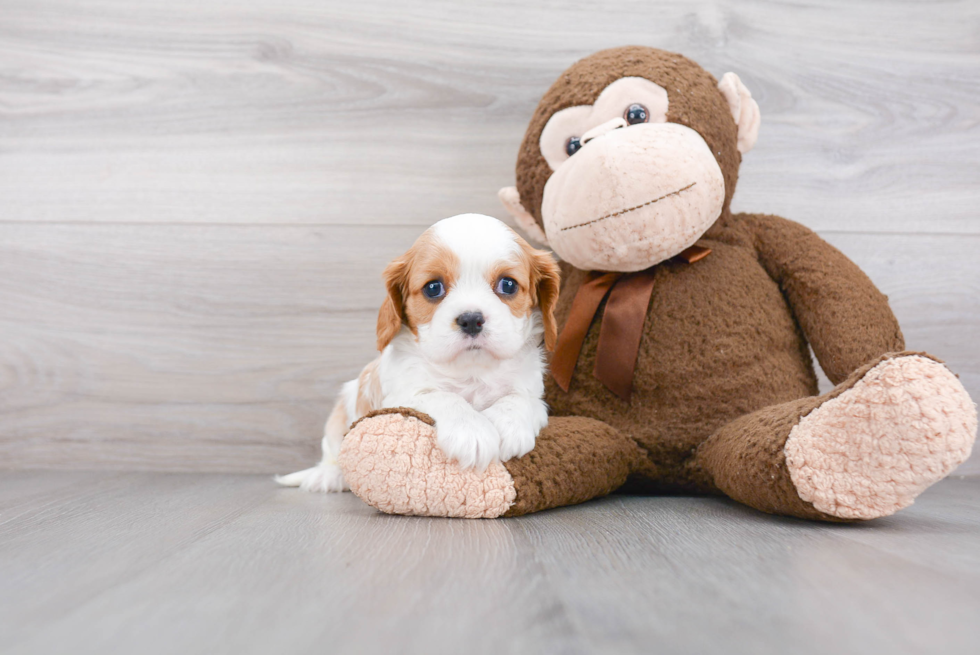 Best Cavalier King Charles Spaniel Baby