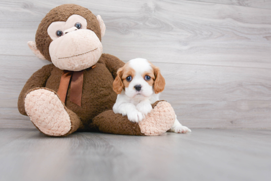 Hypoallergenic Cavalier King Charles Spaniel Baby