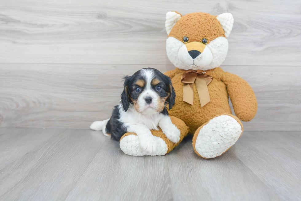 Small Cavalier King Charles Spaniel Baby