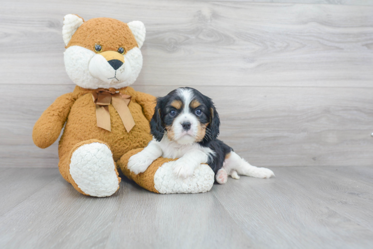 Cavalier King Charles Spaniel Puppy for Adoption