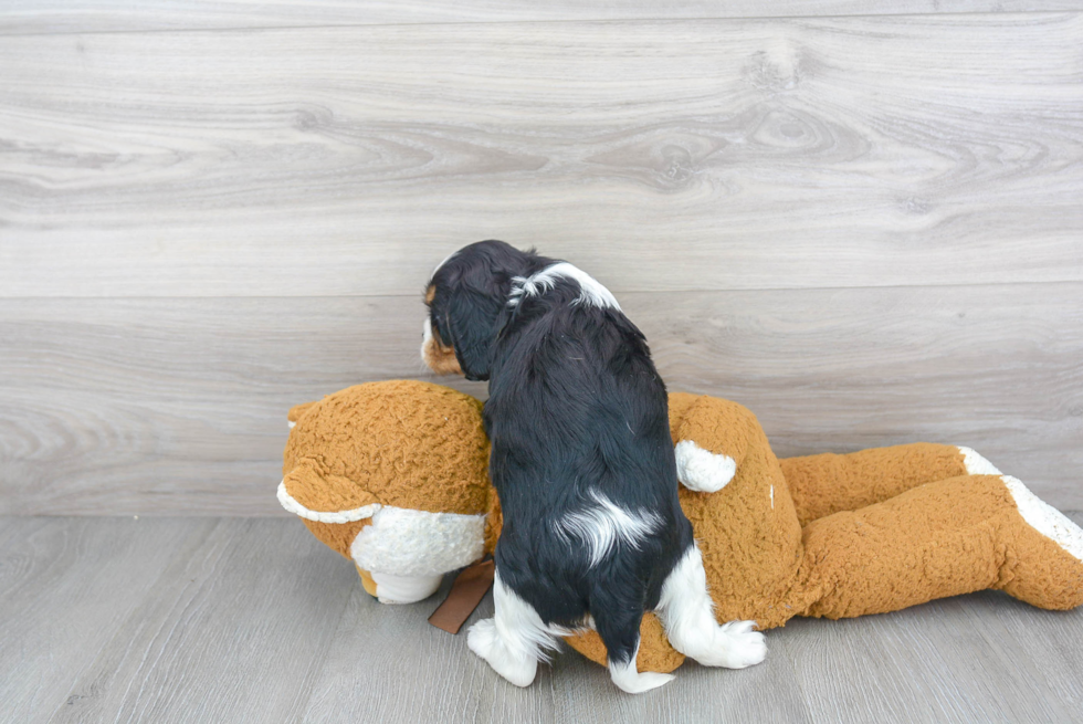 Sweet Cavalier King Charles Spaniel Purebred Puppy