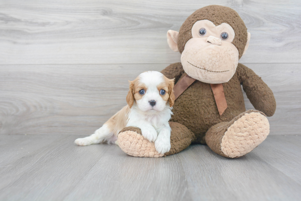 Cavalier King Charles Spaniel Puppy for Adoption