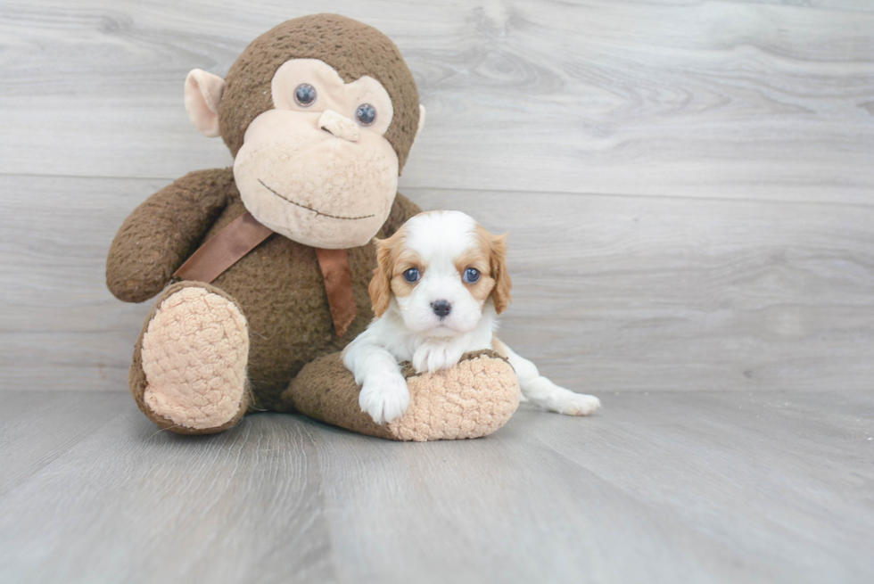 Small Cavalier King Charles Spaniel Purebred Pup