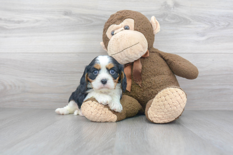 Best Cavalier King Charles Spaniel Baby