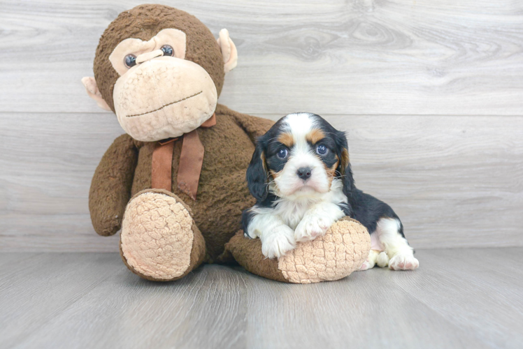 Best Cavalier King Charles Spaniel Baby