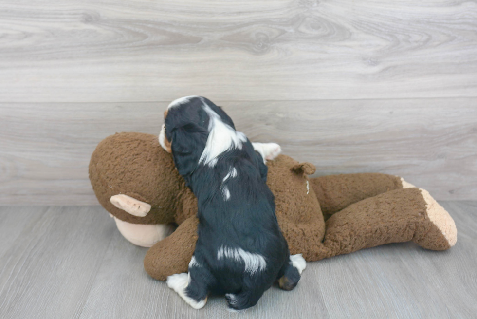 Friendly Cavalier King Charles Spaniel Baby