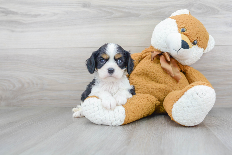 Hypoallergenic Cavalier King Charles Spaniel Purebred Pup