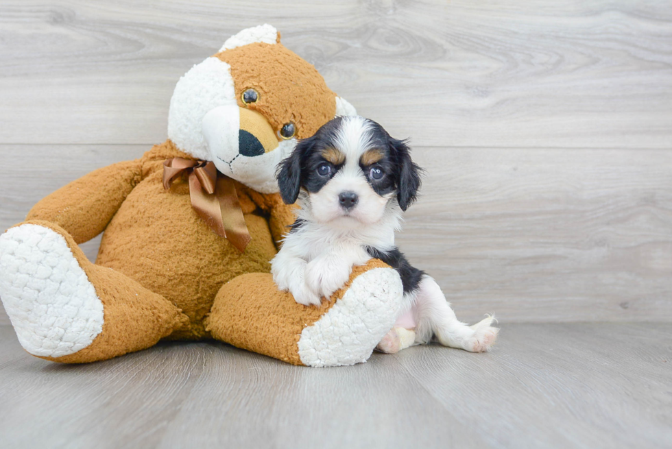 Cavalier King Charles Spaniel Puppy for Adoption