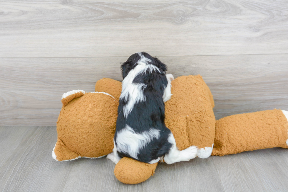 Little Cavalier King Charles Spaniel Purebred Pup