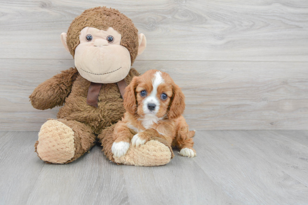 Cavalier King Charles Spaniel Puppy for Adoption