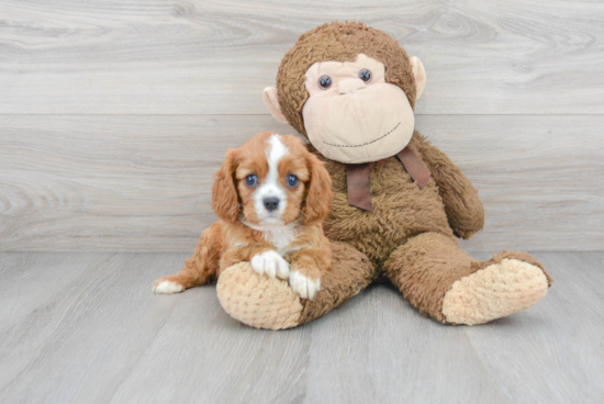 Adorable Cavalier King Charles Spaniel Purebred Puppy