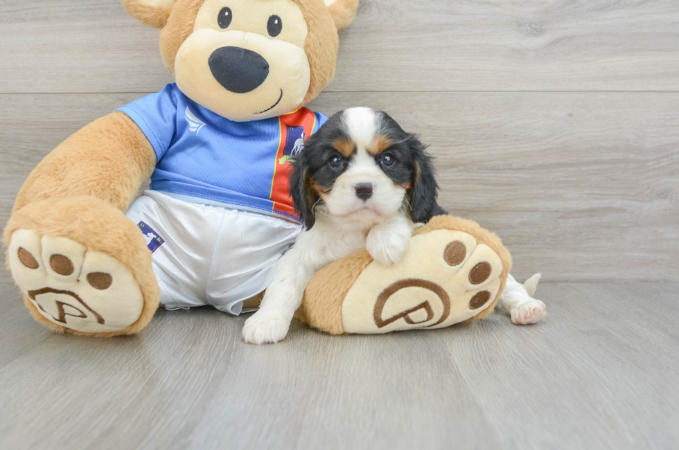 6 week old Cavalier King Charles Spaniel Puppy For Sale - Premier Pups