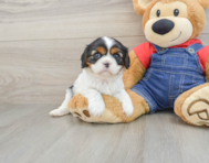 6 week old Cavalier King Charles Spaniel Puppy For Sale - Premier Pups