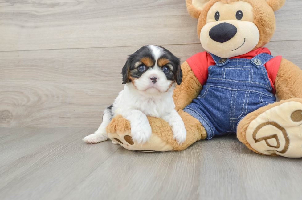 6 week old Cavalier King Charles Spaniel Puppy For Sale - Premier Pups