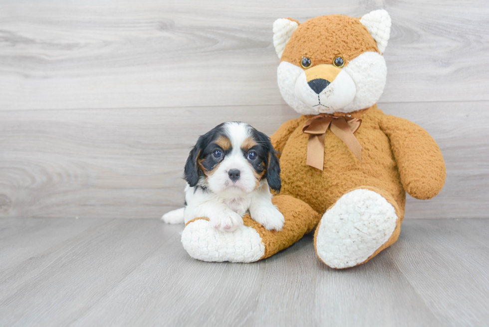 Hypoallergenic Cavalier King Charles Spaniel Purebred Pup