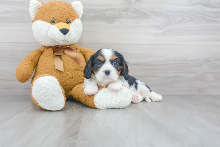 Hypoallergenic Cavalier King Charles Spaniel Purebred Pup