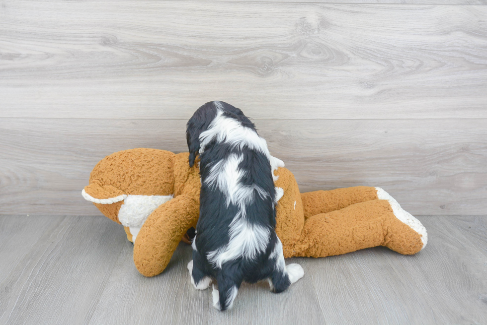 Popular Cavalier King Charles Spaniel Baby