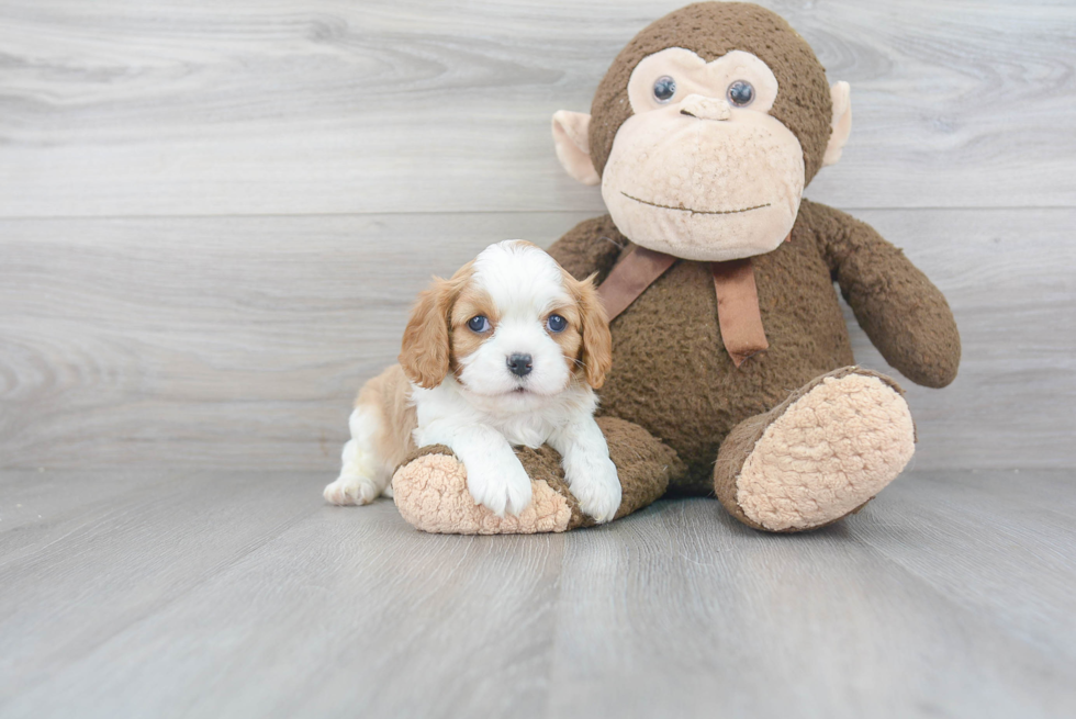 Hypoallergenic Cavalier King Charles Spaniel Baby