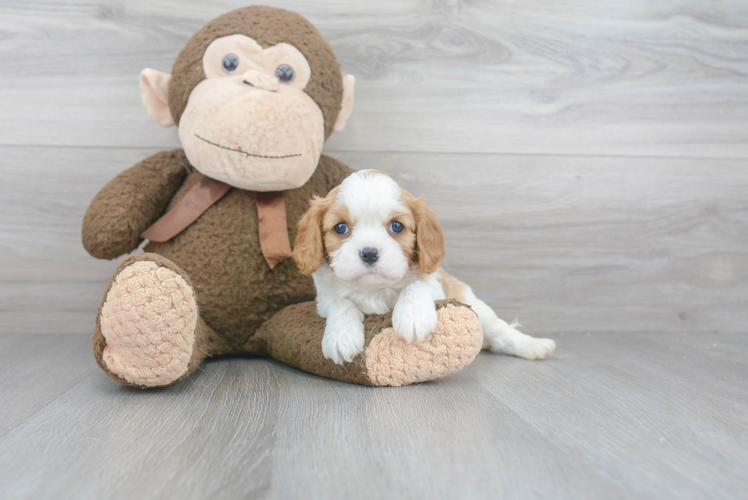 Funny Cavalier King Charles Spaniel Baby