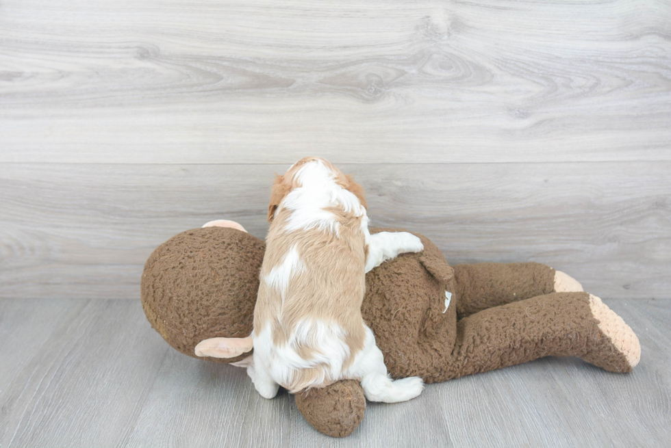 Energetic Cavalier King Charles Spaniel Purebred Puppy