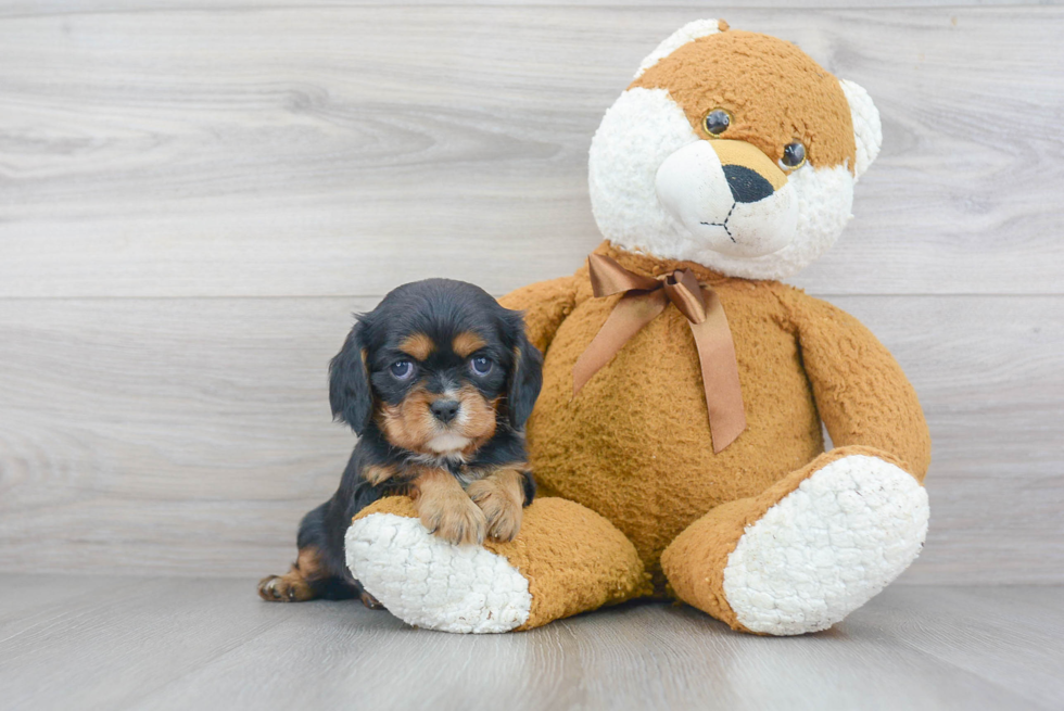 Cavalier King Charles Spaniel Pup Being Cute