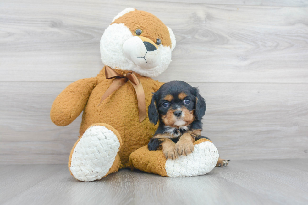 Akc Registered Cavalier King Charles Spaniel Baby