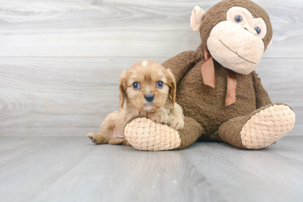 Funny Cavalier King Charles Spaniel Purebred Pup