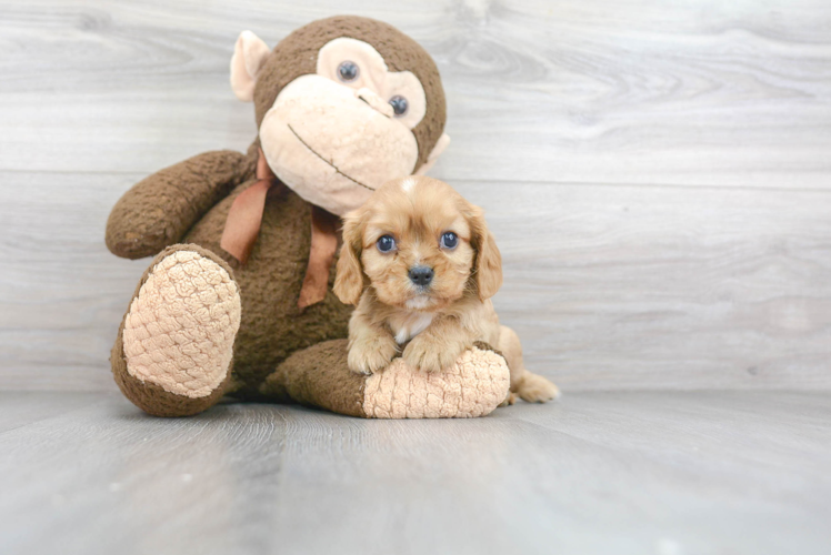 Sweet Cavalier King Charles Spaniel Purebred Puppy