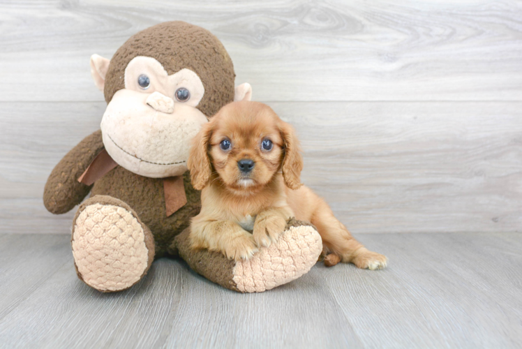 Cavalier King Charles Spaniel Puppy for Adoption