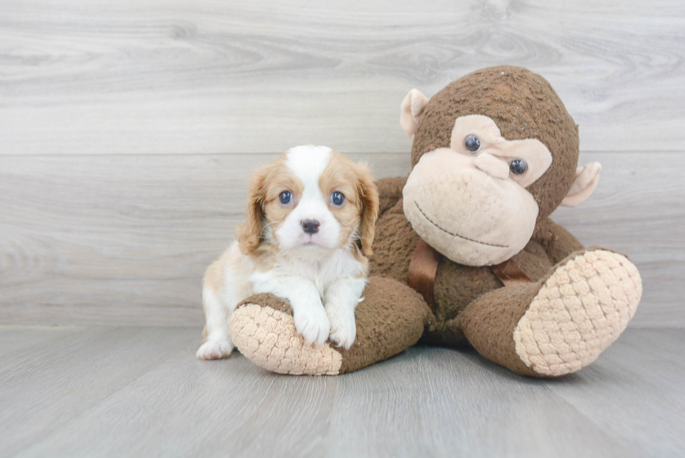 Best Cavalier King Charles Spaniel Baby