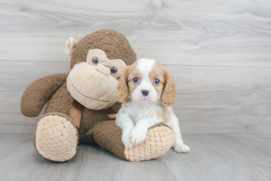 Cavalier King Charles Spaniel Pup Being Cute