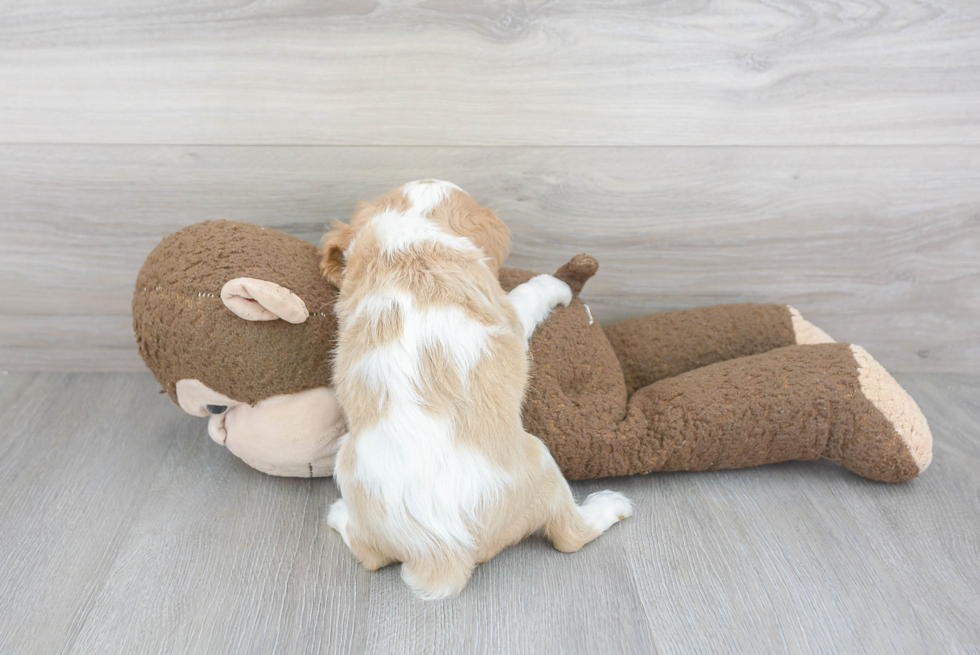 Hypoallergenic Cavalier King Charles Spaniel Purebred Pup