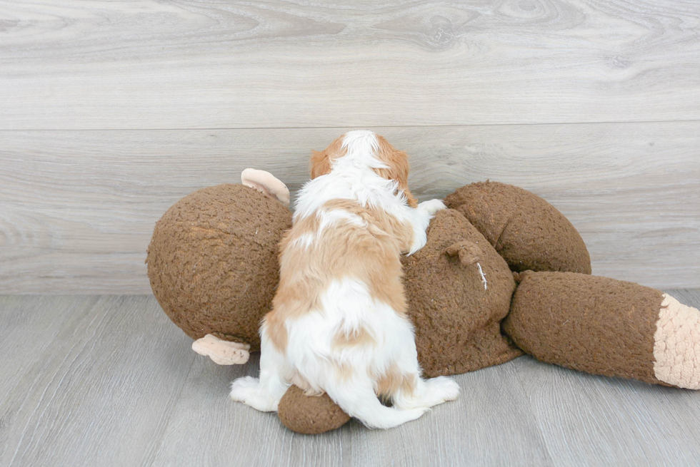 Cavalier King Charles Spaniel Puppy for Adoption