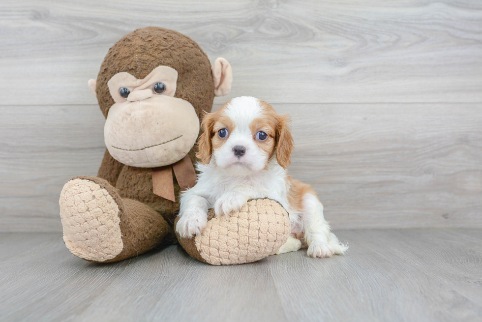 Cavalier King Charles Spaniel Puppy for Adoption