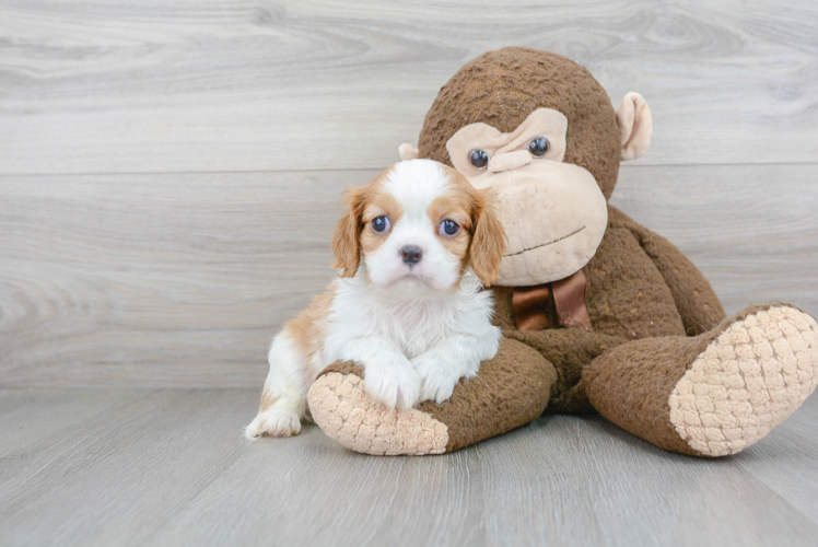 Cute Cavalier King Charles Spaniel Purebred Puppy