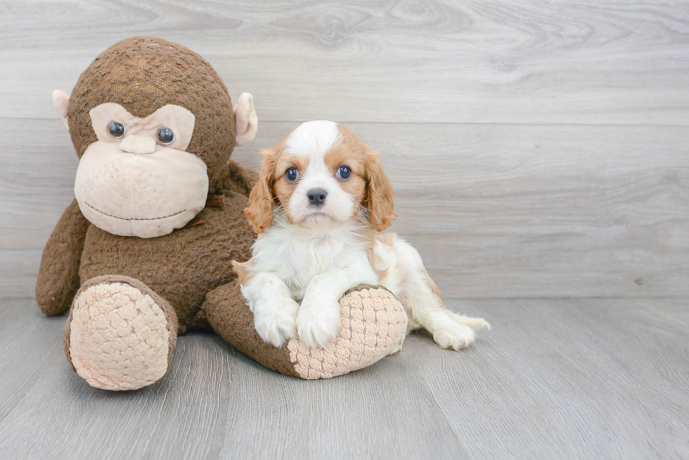 Energetic Cavalier King Charles Spaniel Purebred Puppy