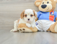 6 week old Cavalier King Charles Spaniel Puppy For Sale - Premier Pups