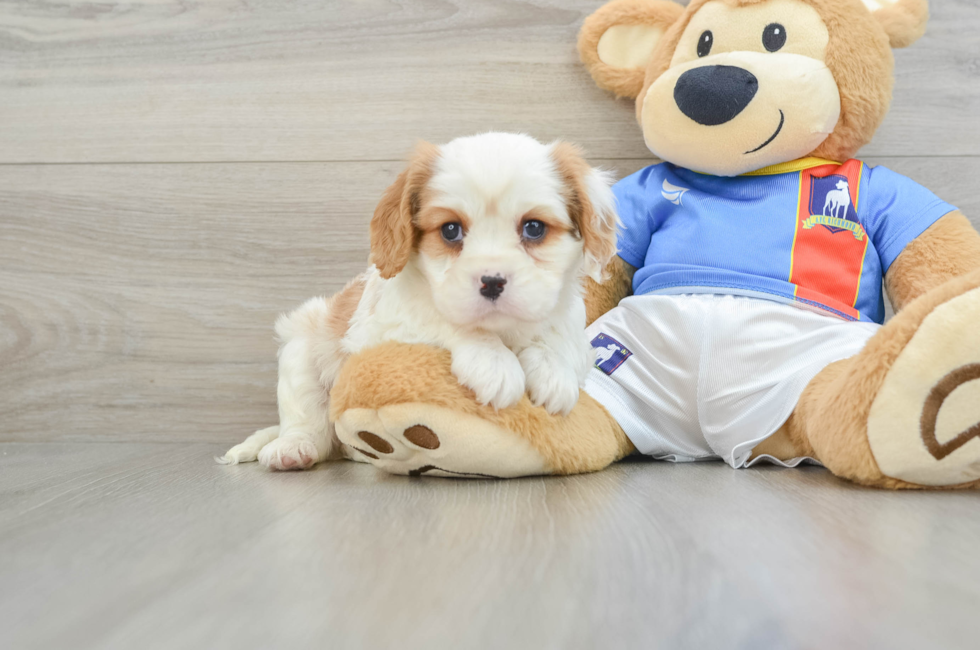 6 week old Cavalier King Charles Spaniel Puppy For Sale - Premier Pups