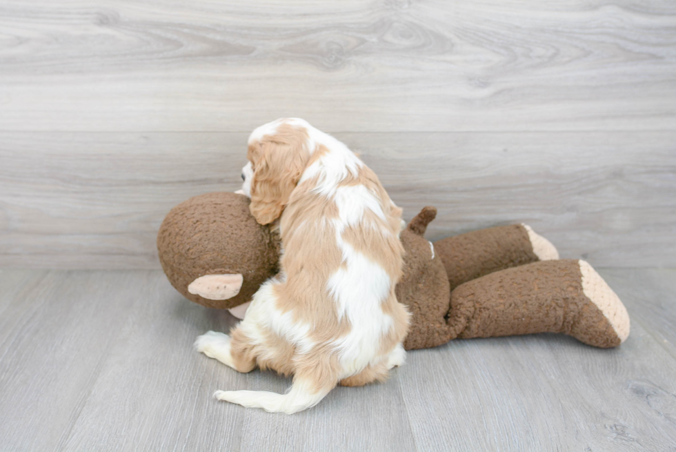 Cavalier King Charles Spaniel Pup Being Cute