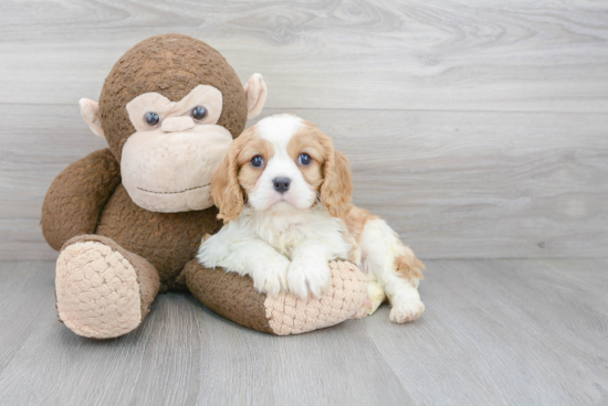 Best Cavalier King Charles Spaniel Baby