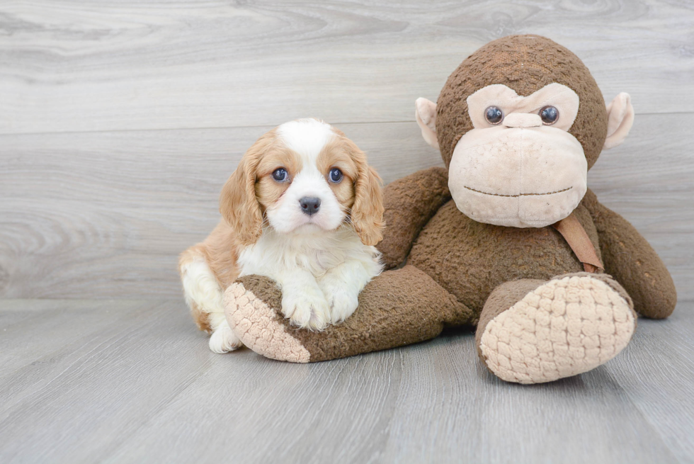 Cavalier King Charles Spaniel Puppy for Adoption