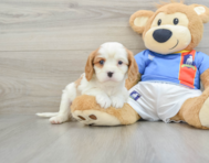 6 week old Cavalier King Charles Spaniel Puppy For Sale - Premier Pups