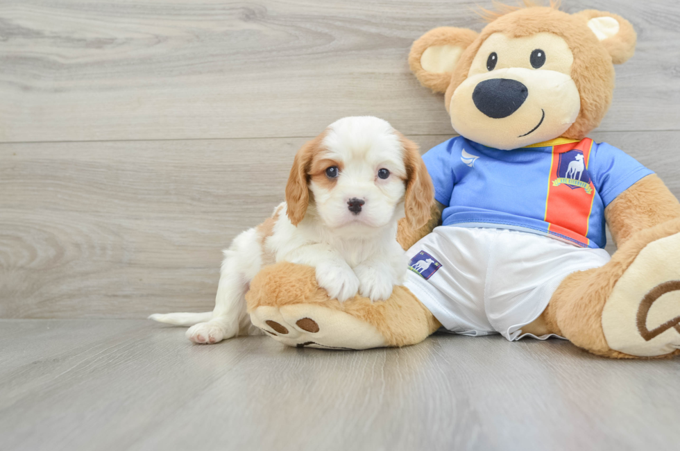 6 week old Cavalier King Charles Spaniel Puppy For Sale - Premier Pups