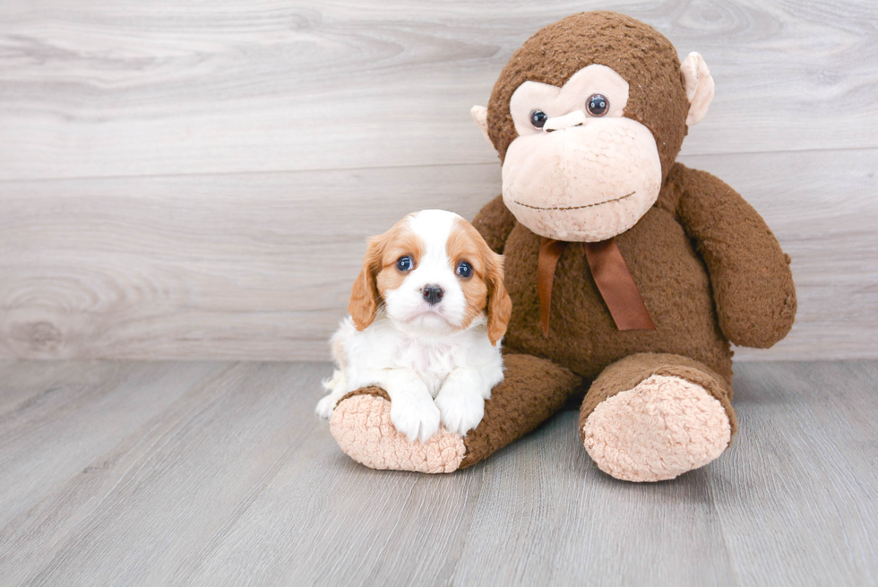 Little Cavalier King Charles Spaniel Baby