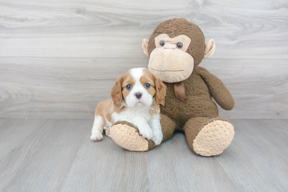 Best Cavalier King Charles Spaniel Baby