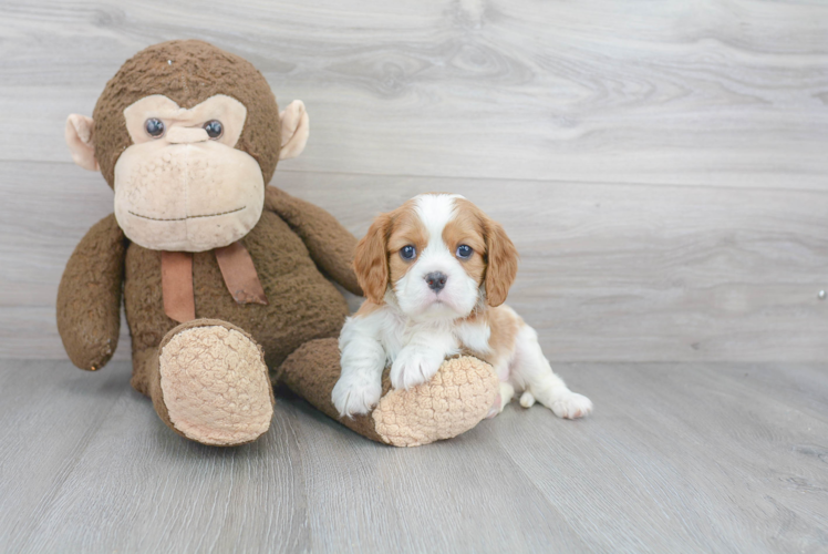 Best Cavalier King Charles Spaniel Baby