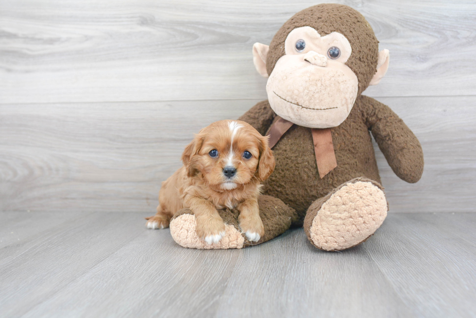 Smart Cavalier King Charles Spaniel Purebred Puppy