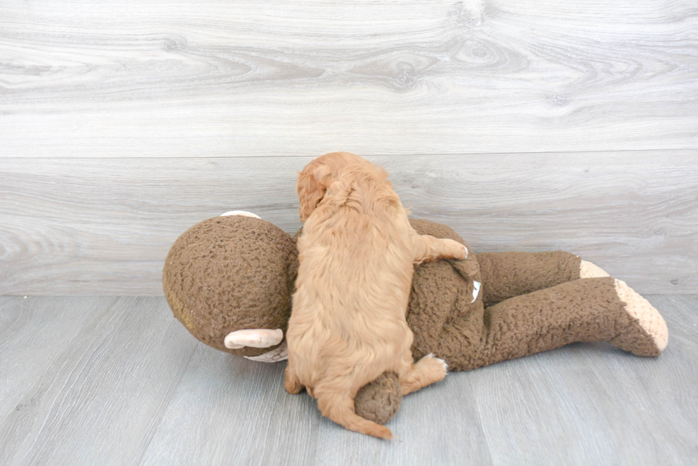 Cavalier King Charles Spaniel Pup Being Cute